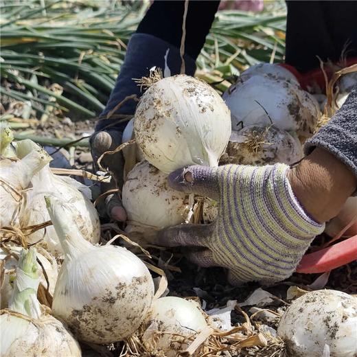 新疆洋葱 双拼洋葱 白洋葱 当季蔬菜 商品图1