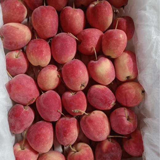 玲儿家小菜 香槟果500g 商品图0