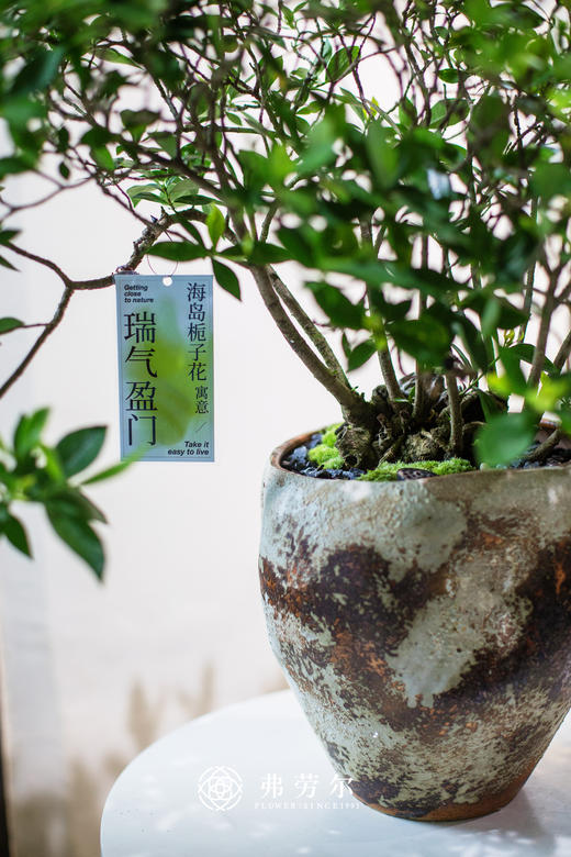 海岛栀子花 商品图2