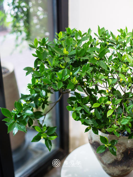 海岛栀子花 商品图1