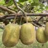 生态红心猕猴桃（中通快递，尝鲜特惠，售完即止） | 合作生产 *Ecological red-fleshed kiwi fruit| Partner Production 商品缩略图1