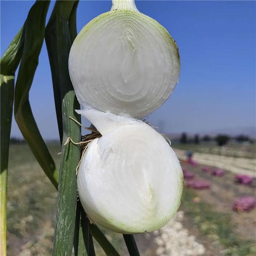新疆洋葱 双拼洋葱 白洋葱 当季蔬菜 商品图2