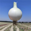新疆洋葱 双拼洋葱 白洋葱 当季蔬菜 商品缩略图4
