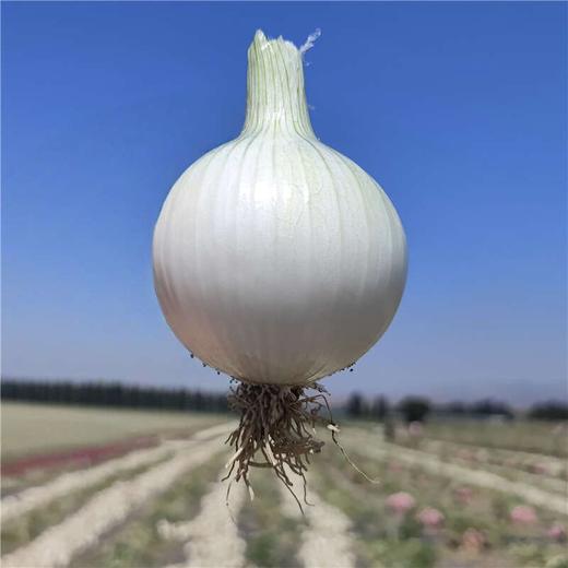 新疆洋葱 双拼洋葱 白洋葱 当季蔬菜 商品图4