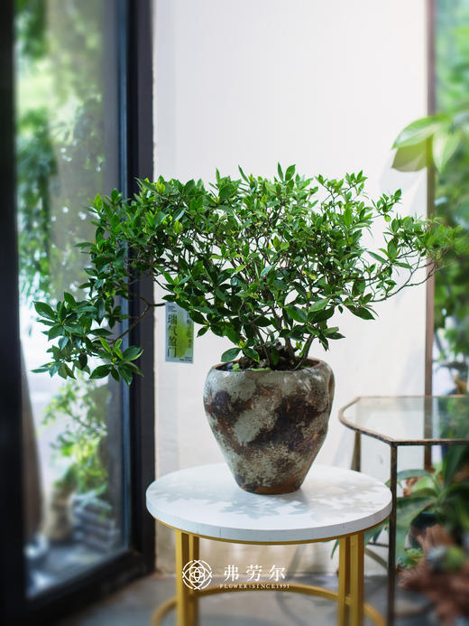 海岛栀子花 商品图0