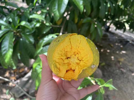 仙桃鸡蛋果 商品图4