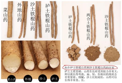 覃怀地—正宗温县垆土老品种铁棍山药 商品图4