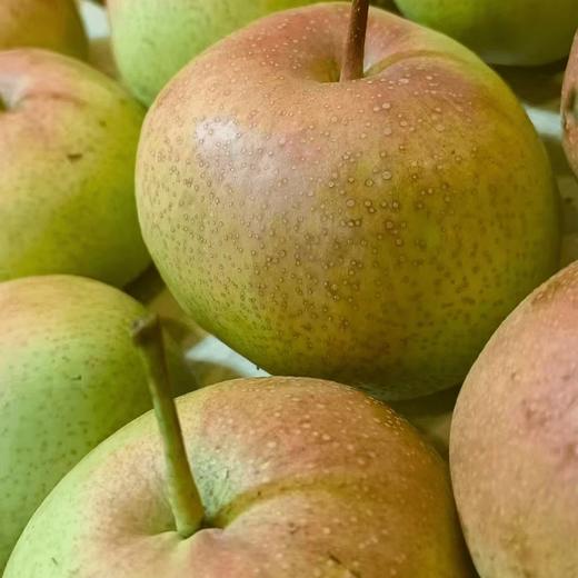 延边苹果梨500g 연변사과배500g 商品图0