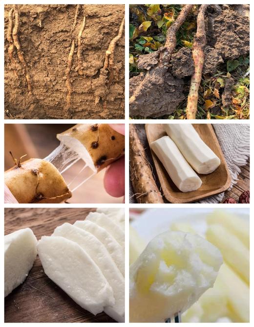 覃怀地—正宗温县垆土老品种铁棍山药 商品图7