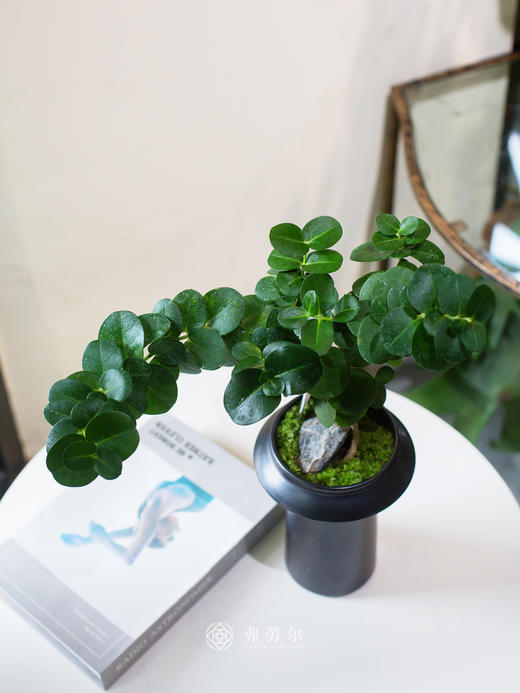 串钱木 商品图1