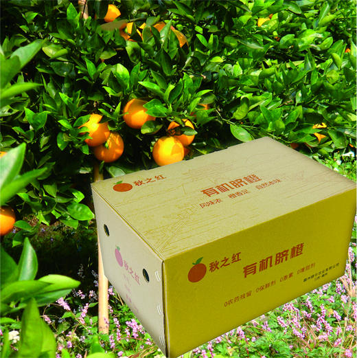 有机赣南脐橙5kg 商品图1