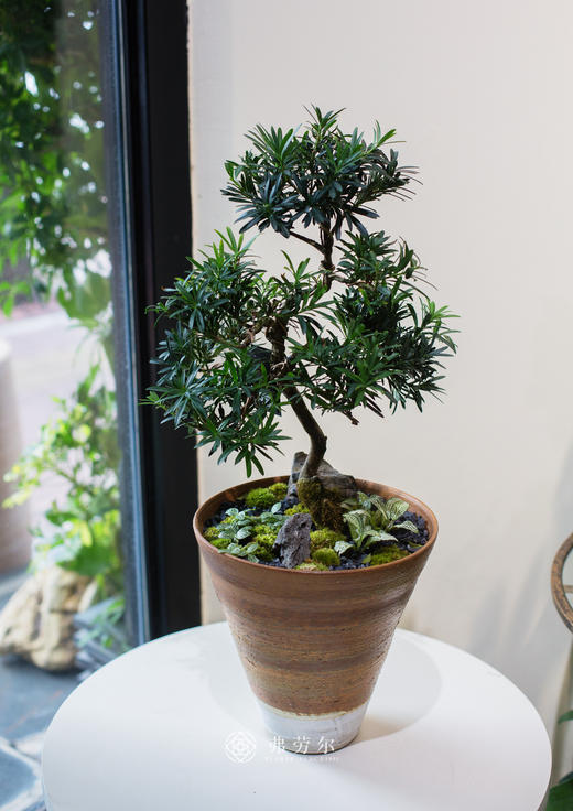 小桩罗汉松 商品图0