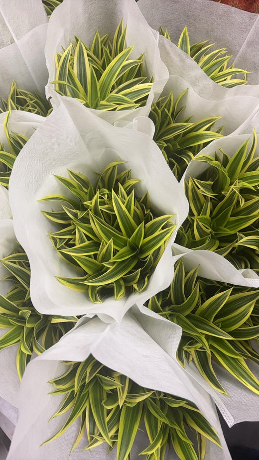 【竹报平安】金边百合竹 2枝/扎 商品图14