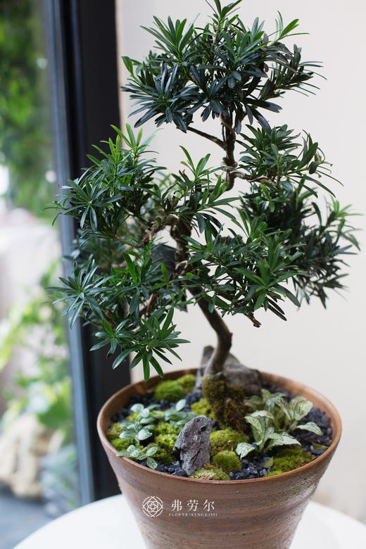 小桩罗汉松 商品图1