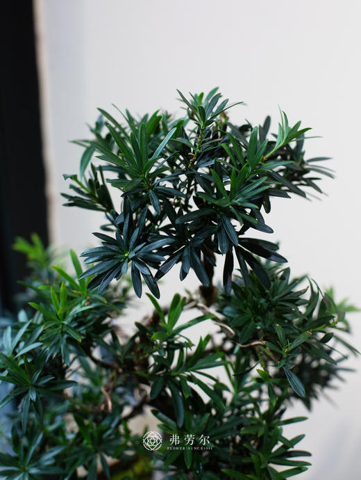 小桩罗汉松 商品图2