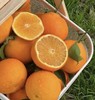 【产地直采】17.8元每件红美人果冻橙  5斤左右（箱） 商品缩略图2