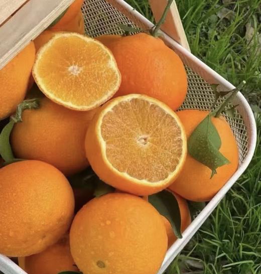 【产地直采】17.8元每件红美人果冻橙  5斤左右（箱） 商品图2