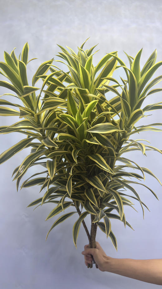 【竹报平安】金边百合竹 2枝/扎 商品图13