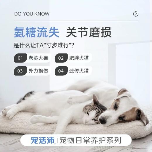 DHP宠活沛鲨鱼软骨素 商品图1