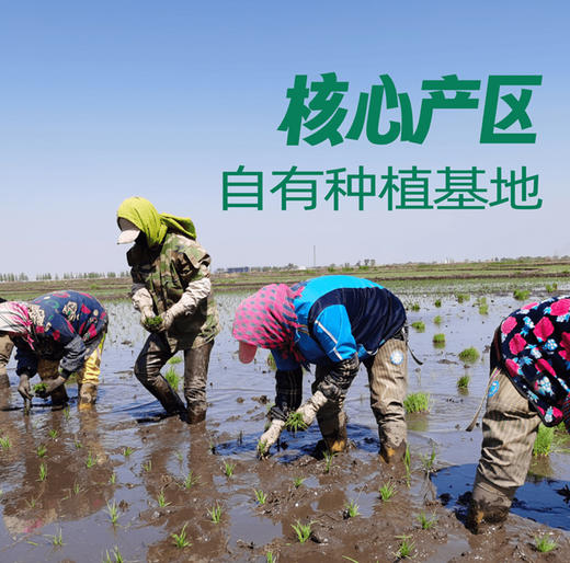 金福蟾五常大米5kg 稻花香二号 商品图3