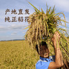 金福蟾五常大米5kg 稻花香二号 商品缩略图4