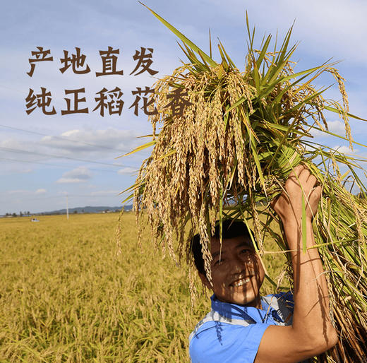 金福蟾五常大米5kg 稻花香二号 商品图4