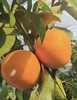 【产地直采】17.8元每件红美人果冻橙  5斤左右（箱） 商品缩略图1