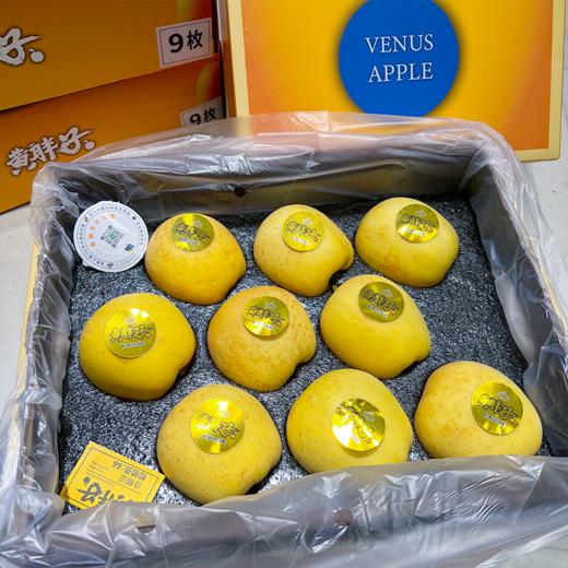 黄胖子黄金维纳斯苹果 脆甜 商品图9