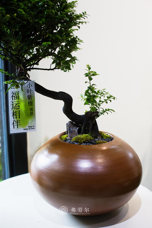 提根紫檀 商品图1