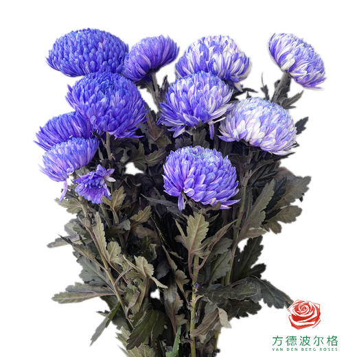 市场牡丹菊-薰衣草紫 商品图0