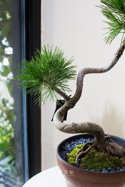 造型黑松 商品图2