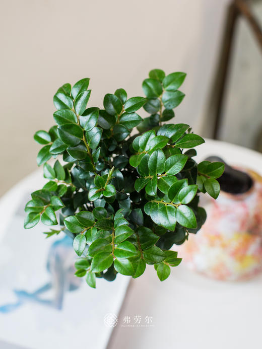 提根紫檀 商品图2