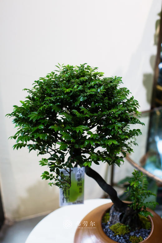 提根紫檀 商品图2