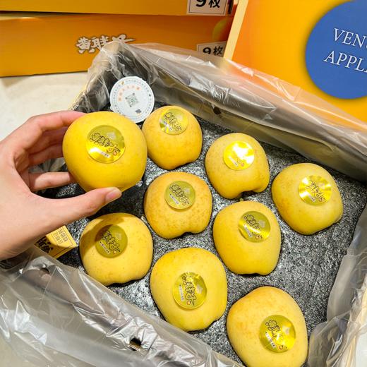 黄胖子黄金维纳斯苹果 脆甜 商品图2