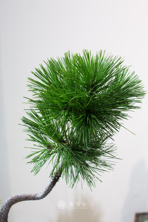 造型黑松 商品图1