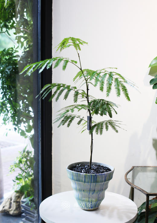 密叶猴耳环 商品图0