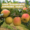 生态小金青苹果| 合作生产 * Ecological Green Apple | Coproduction 商品缩略图1