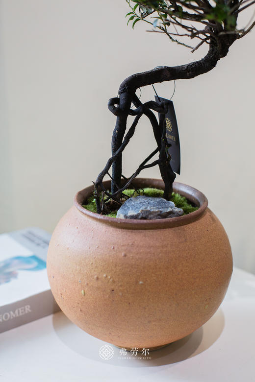 棕色盆提根紫檀 商品图2