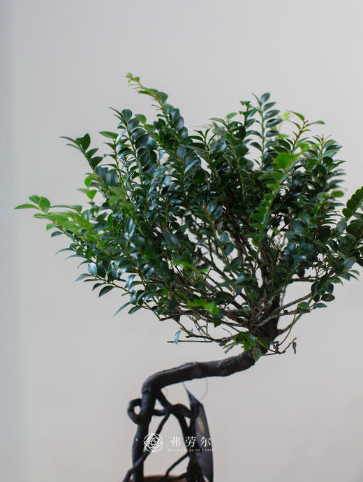 棕色盆提根紫檀 商品图1