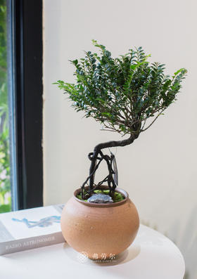 棕色盆提根紫檀