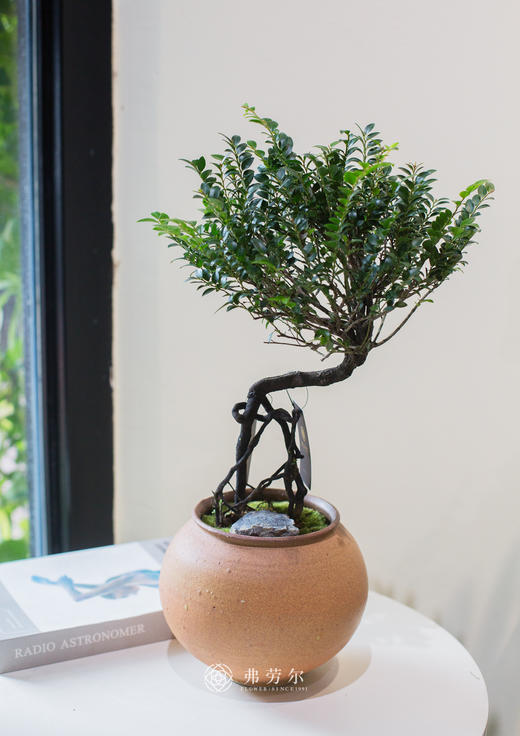 棕色盆提根紫檀 商品图0