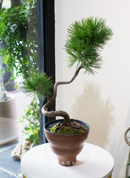 造型黑松 商品图0