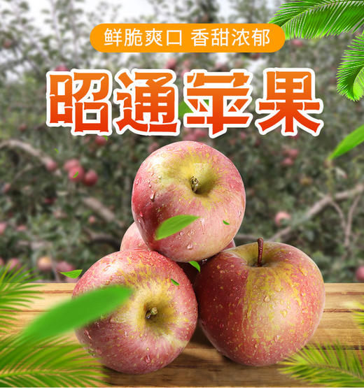 FX昭通丑苹果 商品图0
