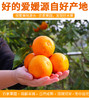 FX爱媛果冻橙 商品缩略图0