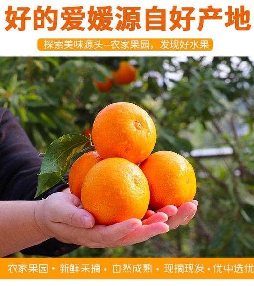 FX爱媛果冻橙 商品图0