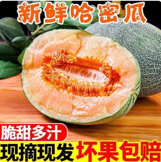 FX海南哈密瓜 商品图1