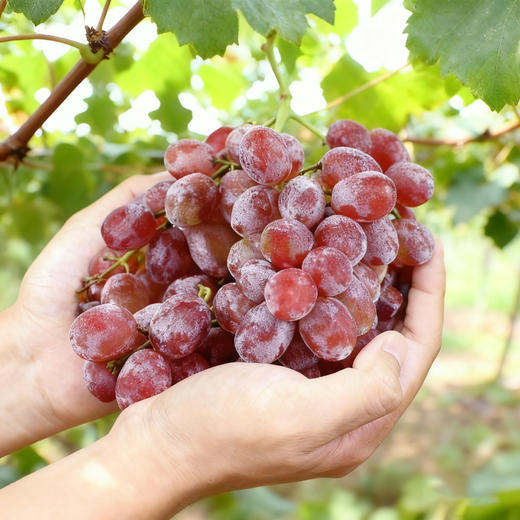 （金新农）新疆克伦生双色/三色葡萄组合带箱5斤/带箱10斤装 商品图0