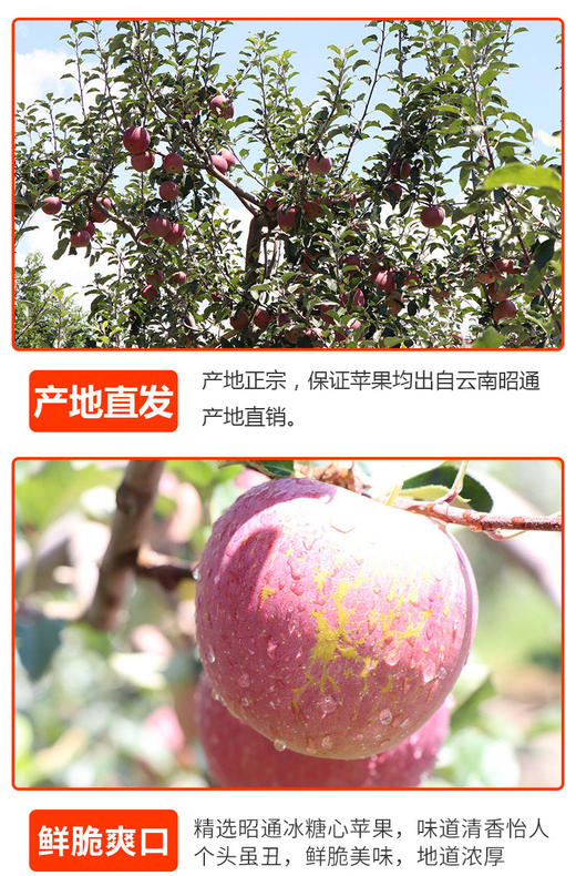 FX昭通丑苹果 商品图1