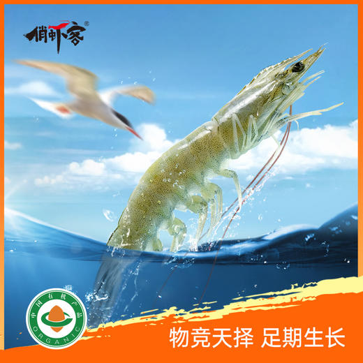 俏虾客 有机盐田带头生虾400g*2盒 商品图1