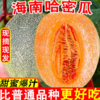 FX海南哈密瓜 商品缩略图3